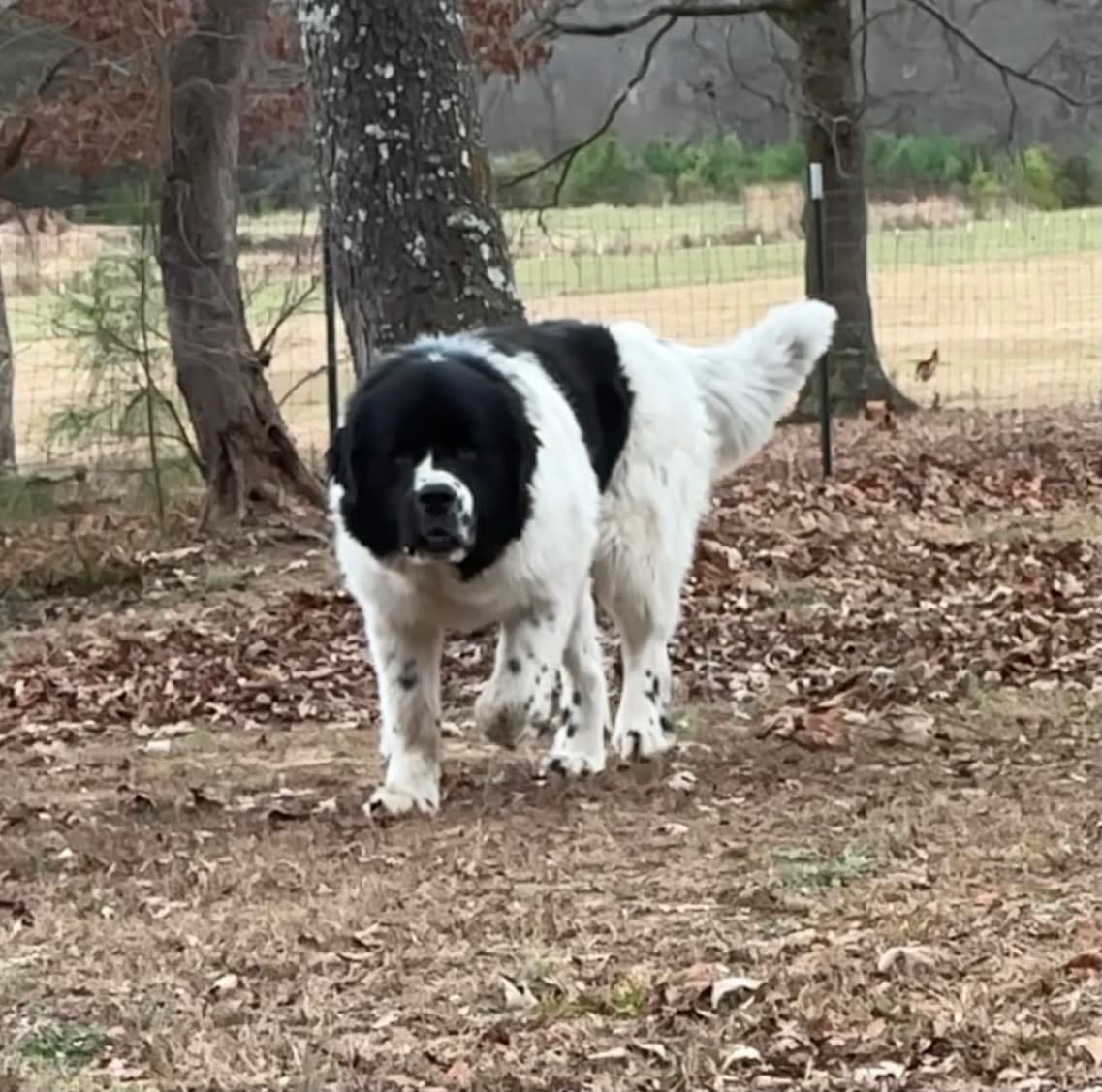 A large black-and-white dog standing outside among trees near a fence.