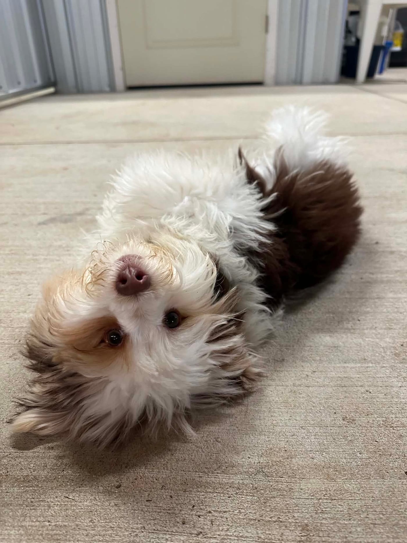 A fluffy brown-and-white puppy lying upside down on the barn floor and looking at the camera.