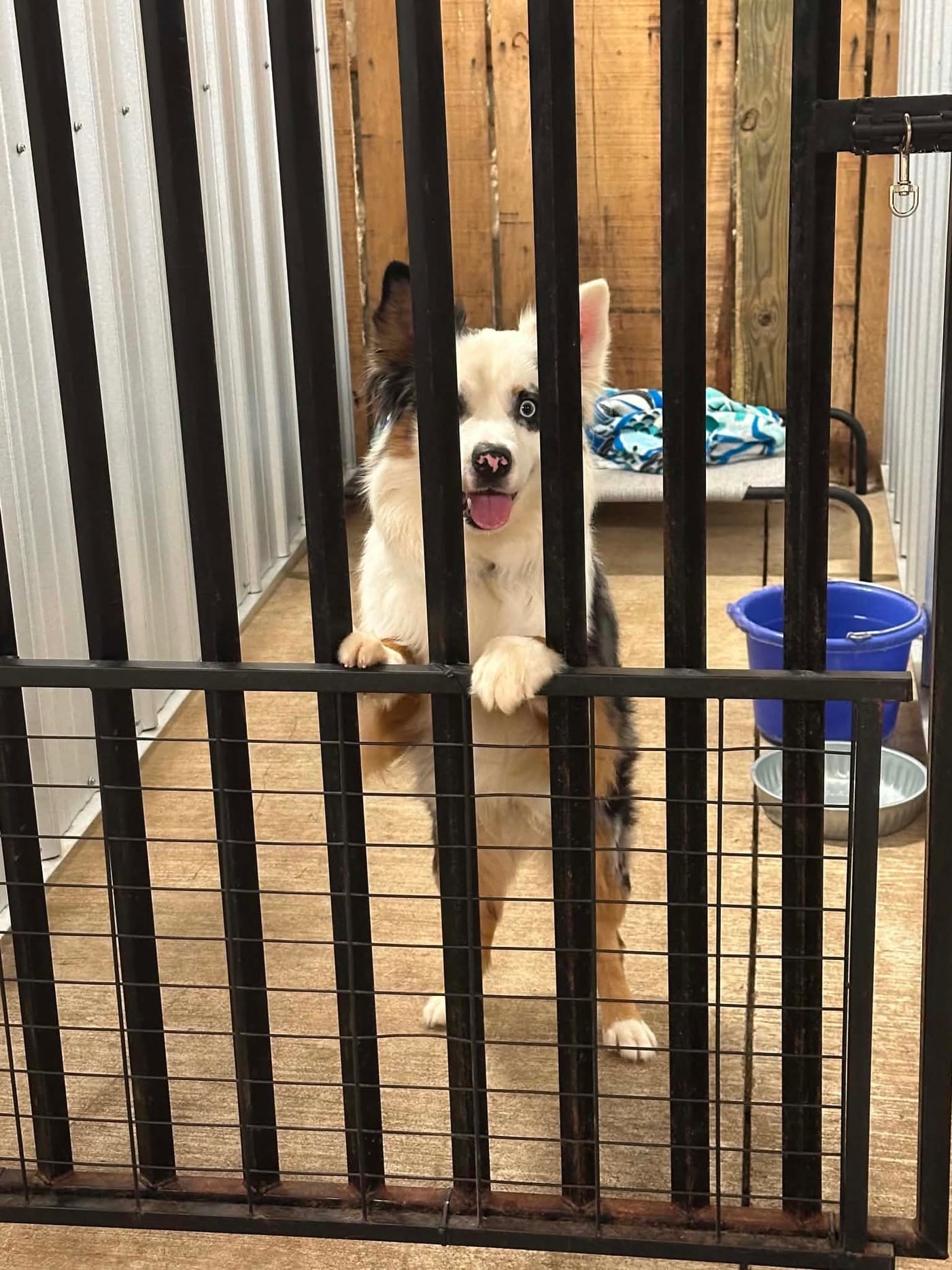 A black-and-white dog standing behind a black kennel gate, mouth open in a happy pant.