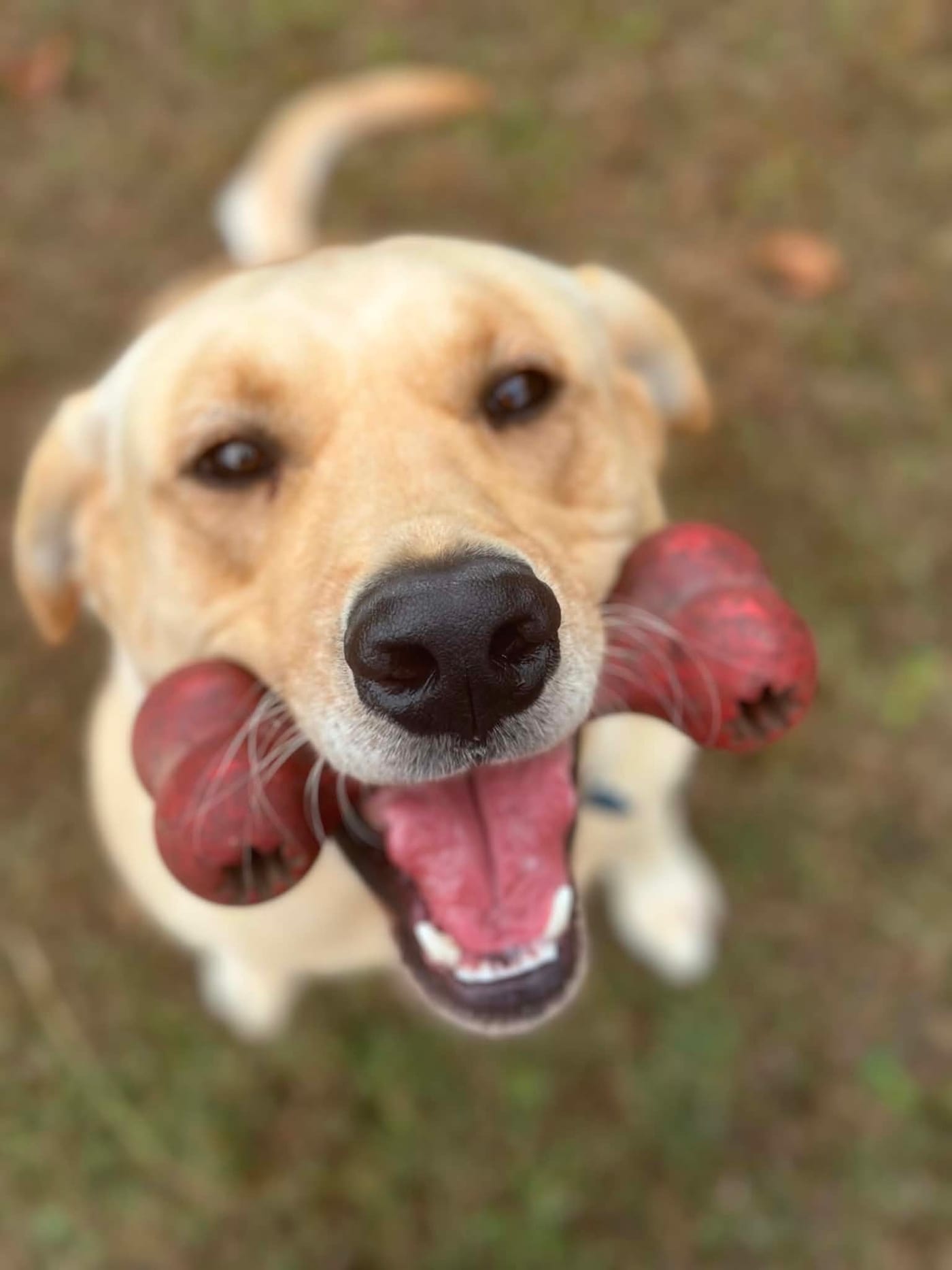 A yellow dog looking up with a red rubber toy held across its mouth.