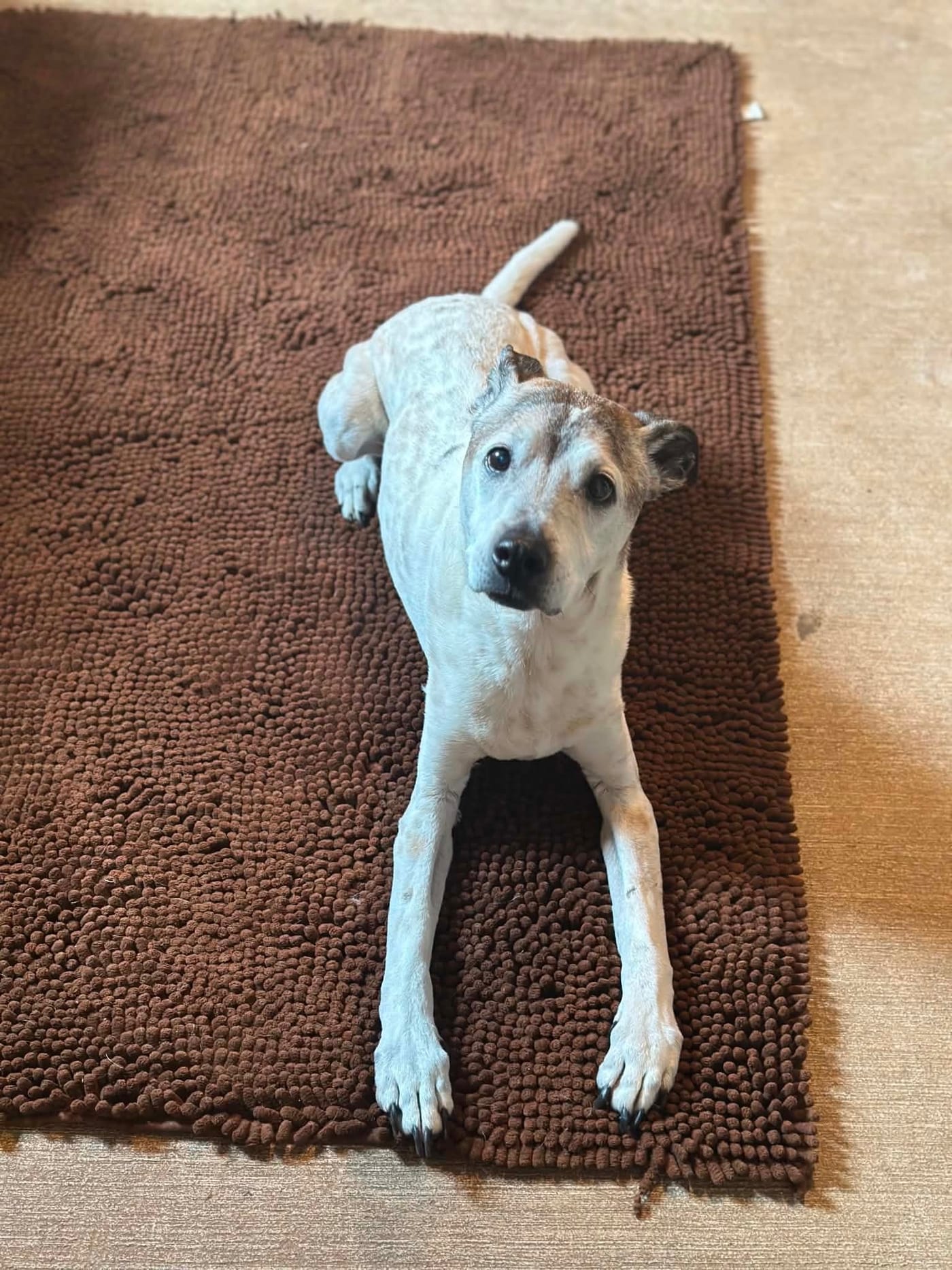 A small white dog with gray spots stretching its front legs on a brown mat.
