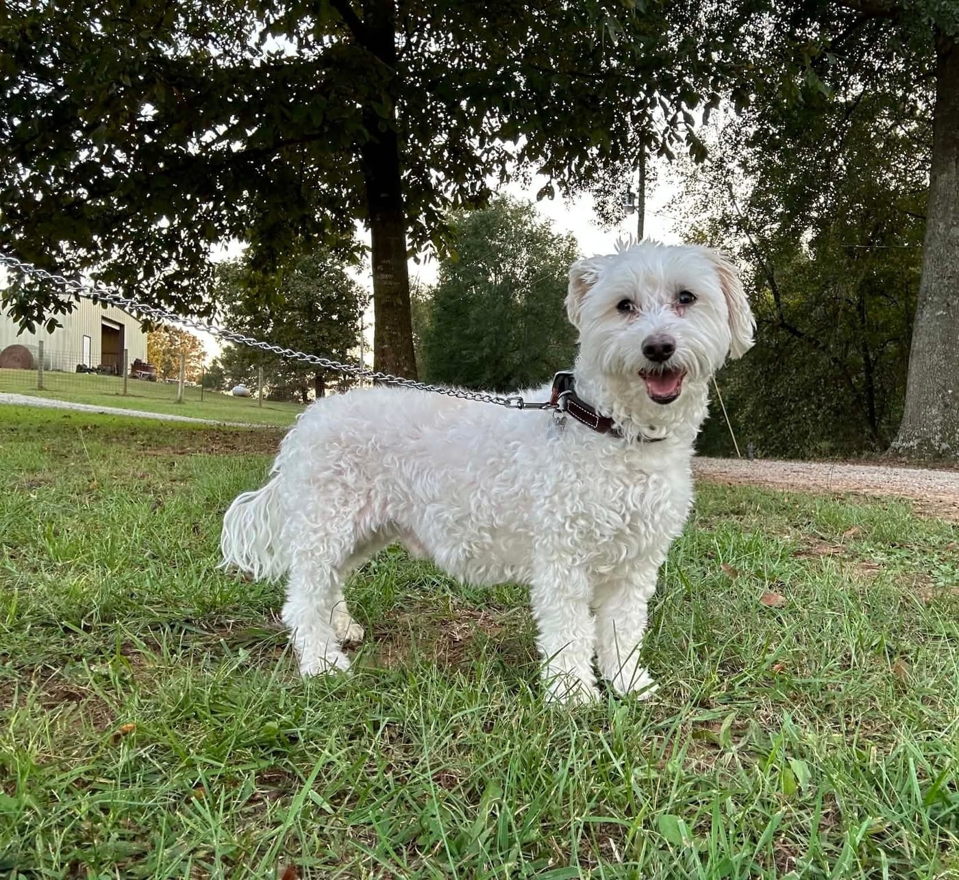 A smiling white dog on a leash standing in the grass with the barn in the distance.