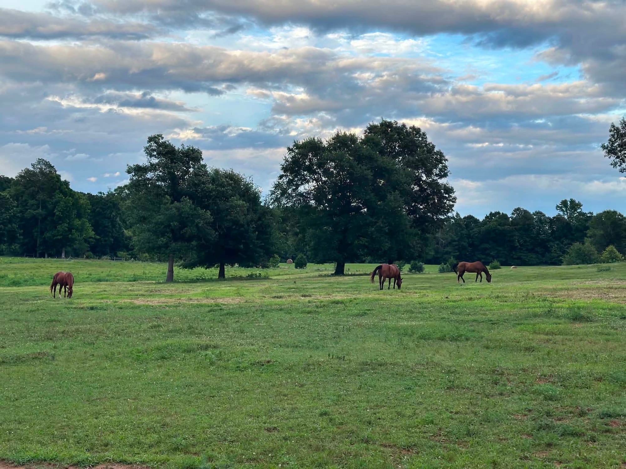 Three horses grazing across a broad green pasture beneath a cloudy blue sky.
